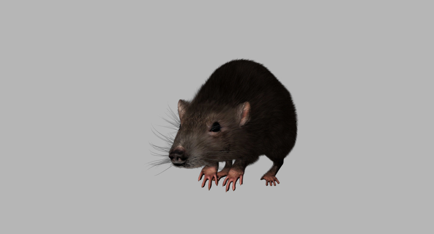 rat 3d model fur 3D model_1