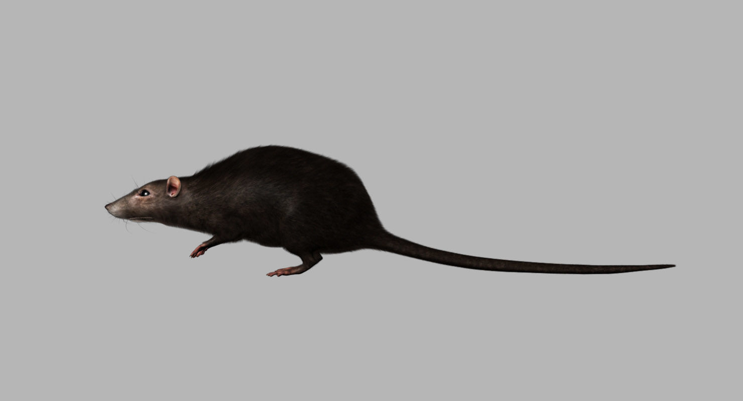 rat 3d model fur 3D model_2