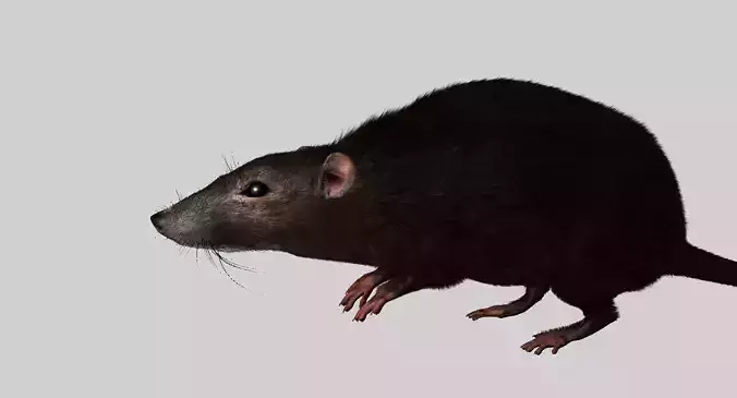rat 3d model fur