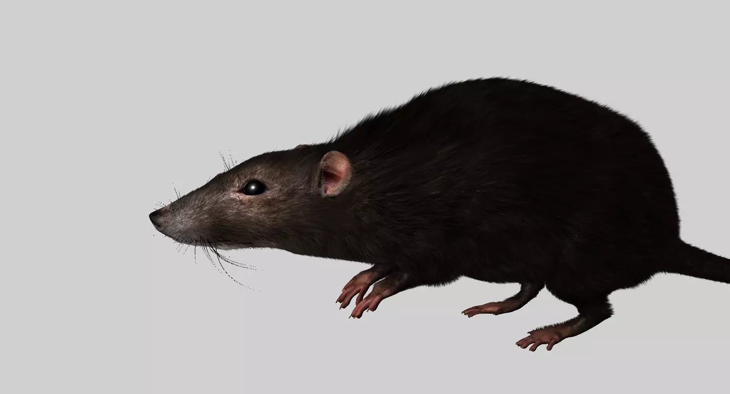 rat 3d model fur 3D model_0