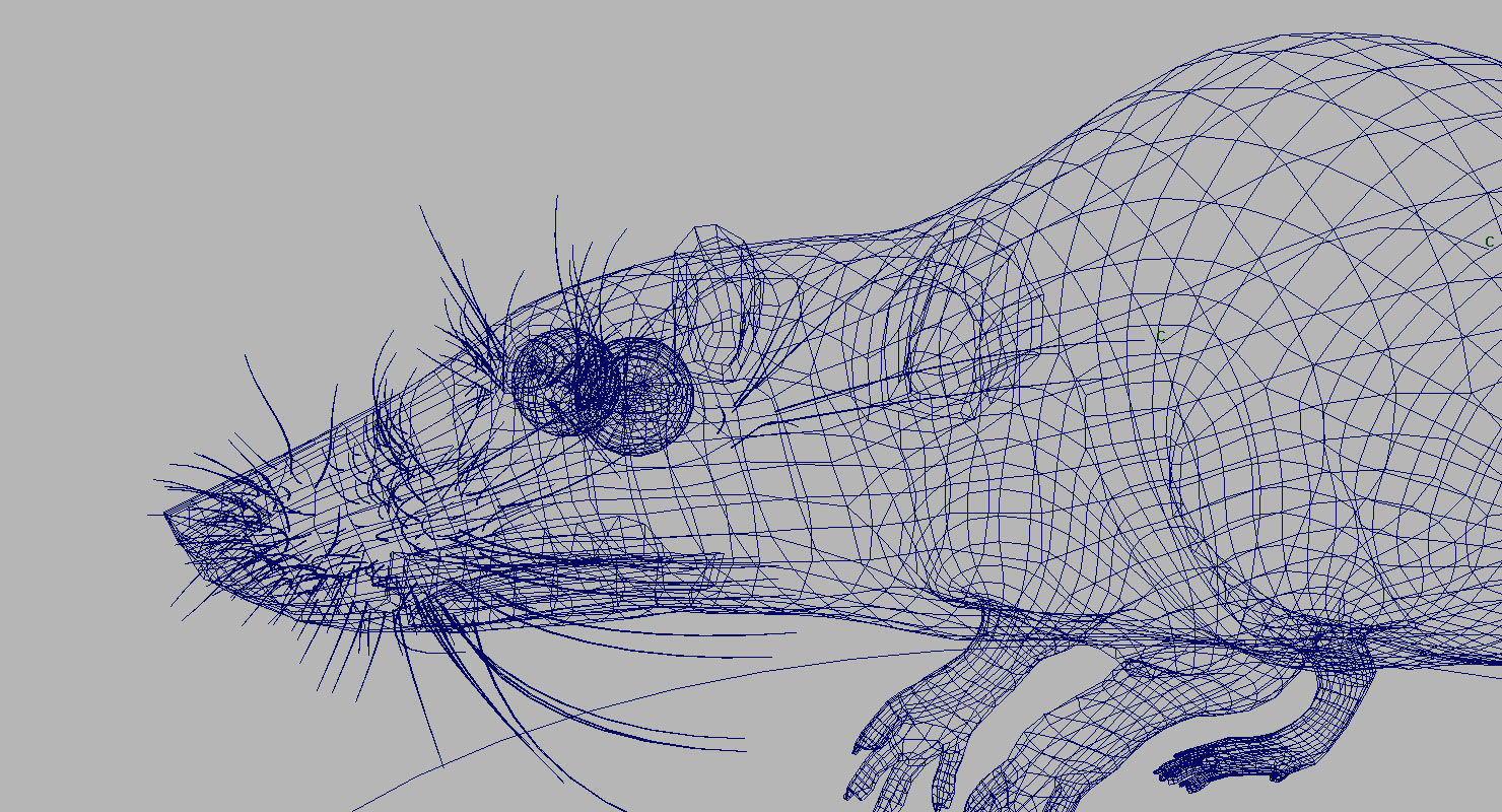 rat 3d model fur 3D model_5