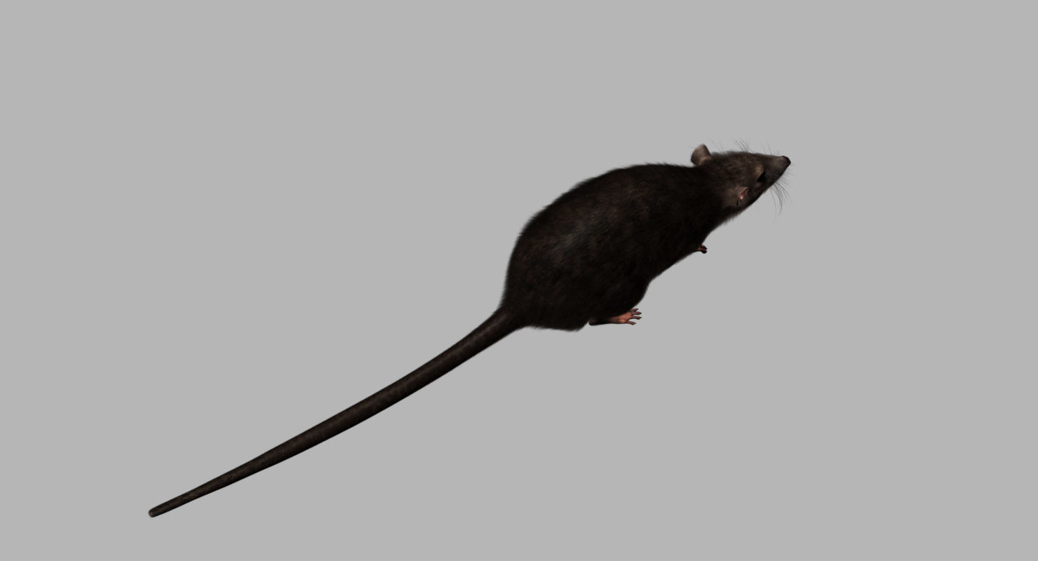 rat 3d model fur 3D model_7