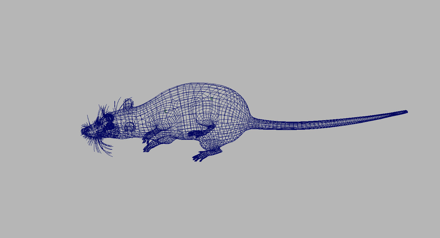rat 3d model fur 3D model_6