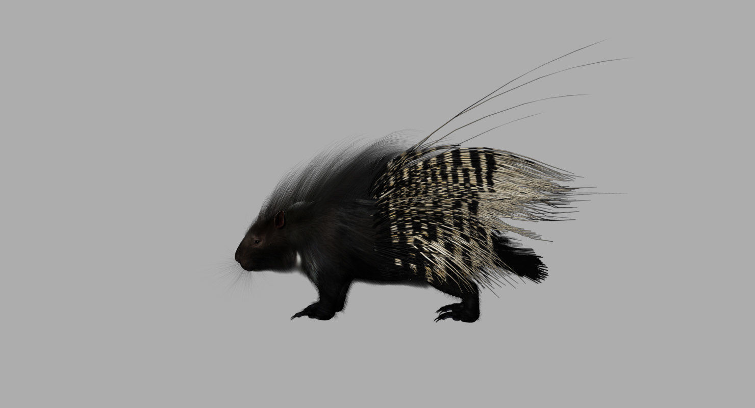 porcupine 3d model fur 3D model_4