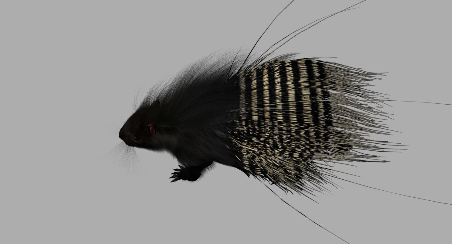 porcupine 3d model fur 3D model_3