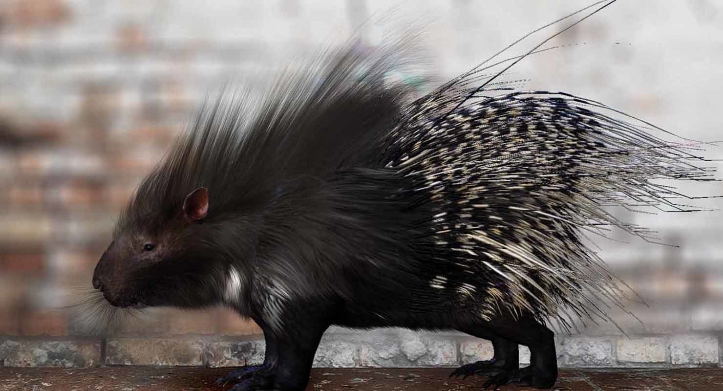 porcupine 3d model fur 3D model_7