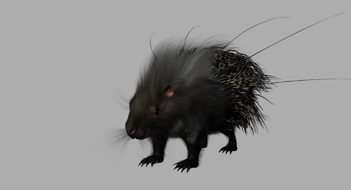 porcupine 3d model fur 3D model_2