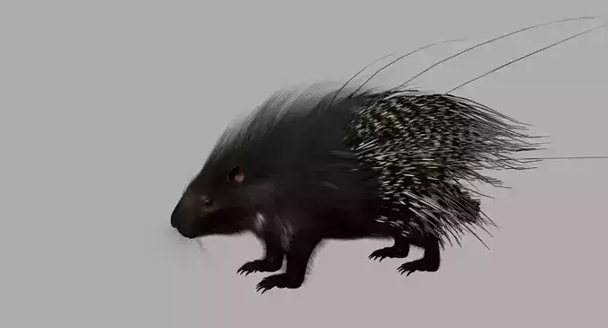 porcupine 3d model fur 3D model