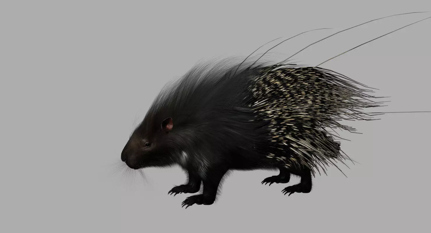porcupine 3d model fur 3D model_0