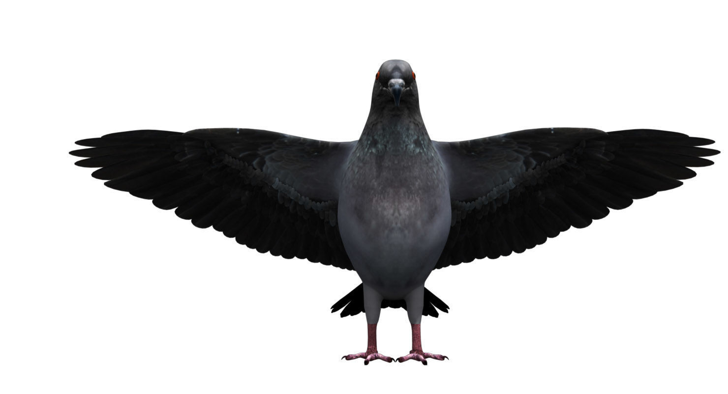 pigeon dove 3d model rigged 3D model_3