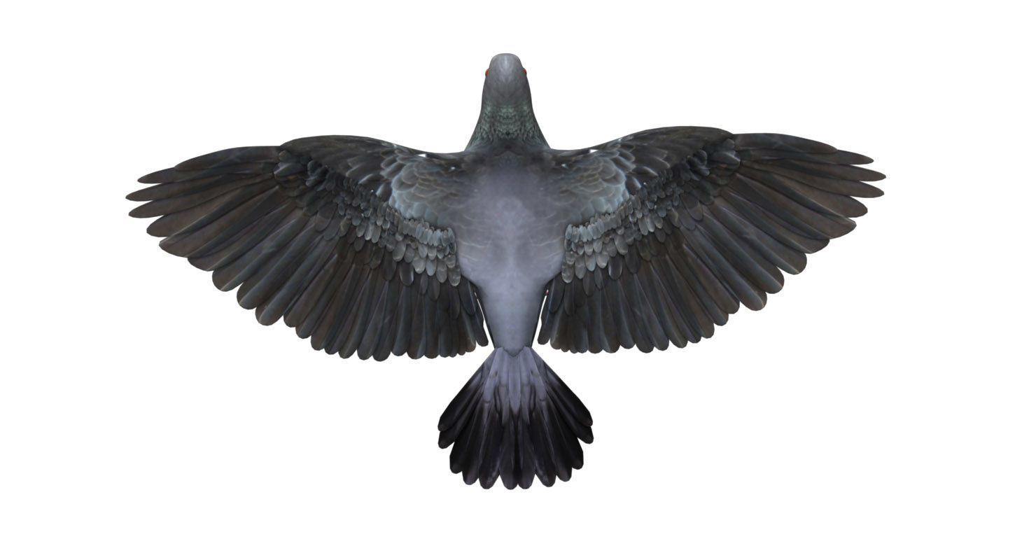 pigeon dove 3d model rigged 3D model_2