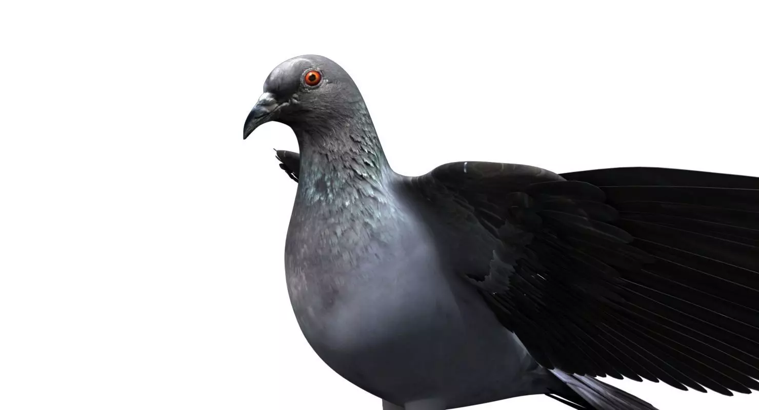 pigeon dove 3d model rigged 3D model_0
