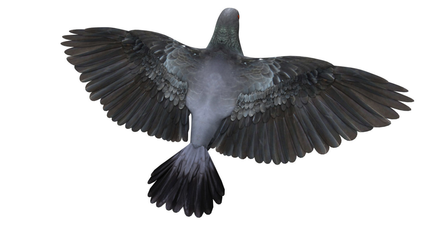 pigeon dove 3d model rigged 3D model_4
