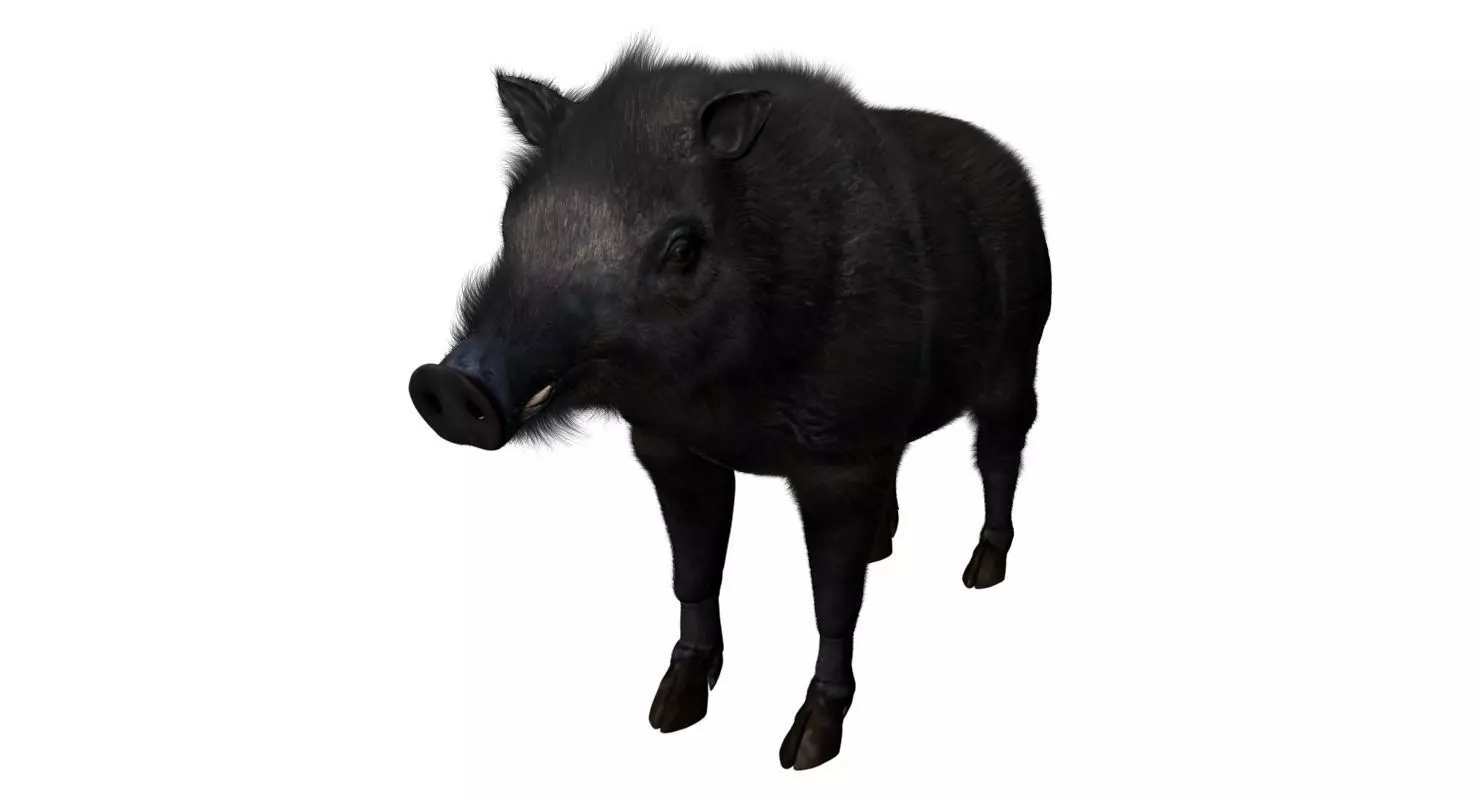 forest pig 3d model  3D model_0