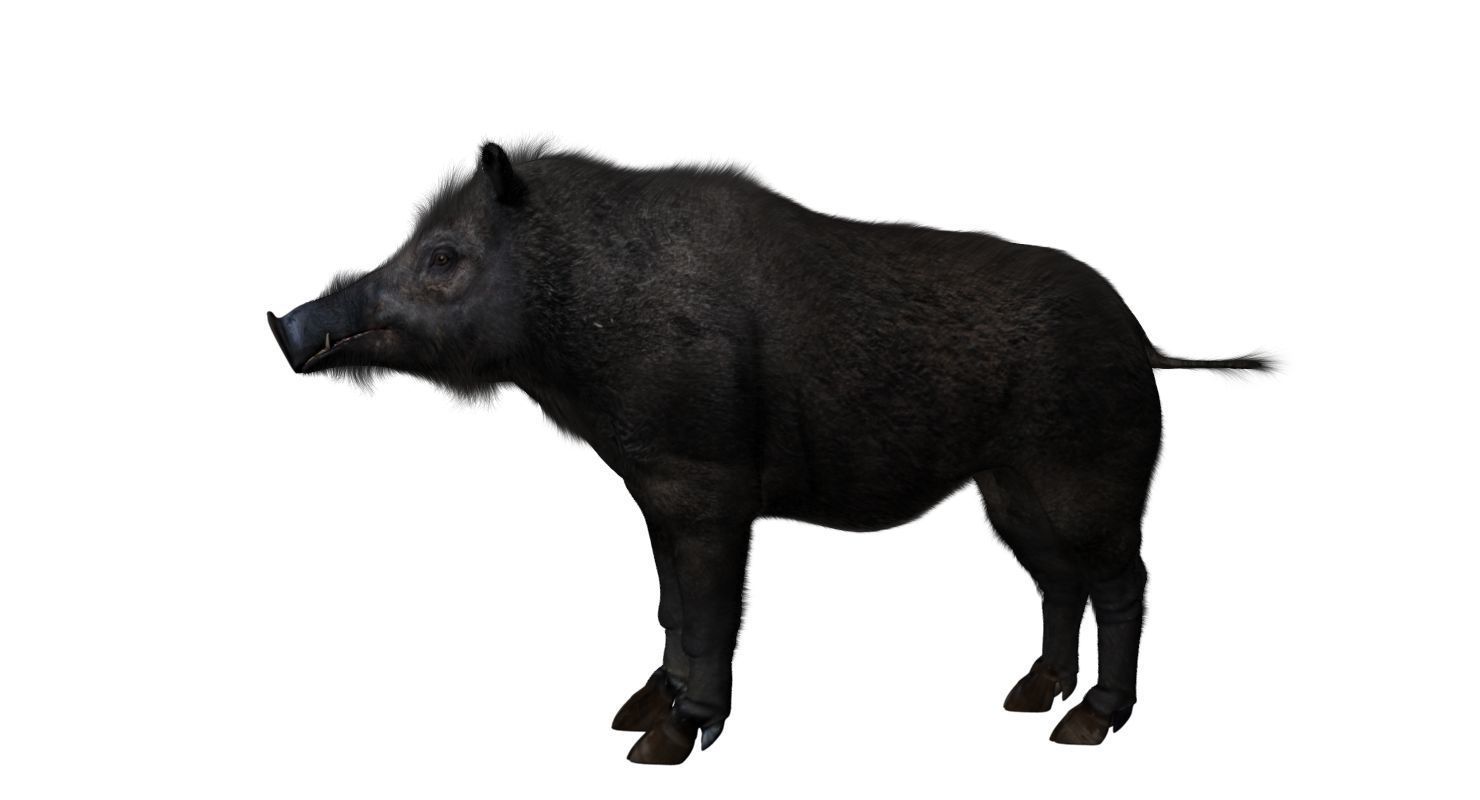 forest pig 3d model  3D model_10