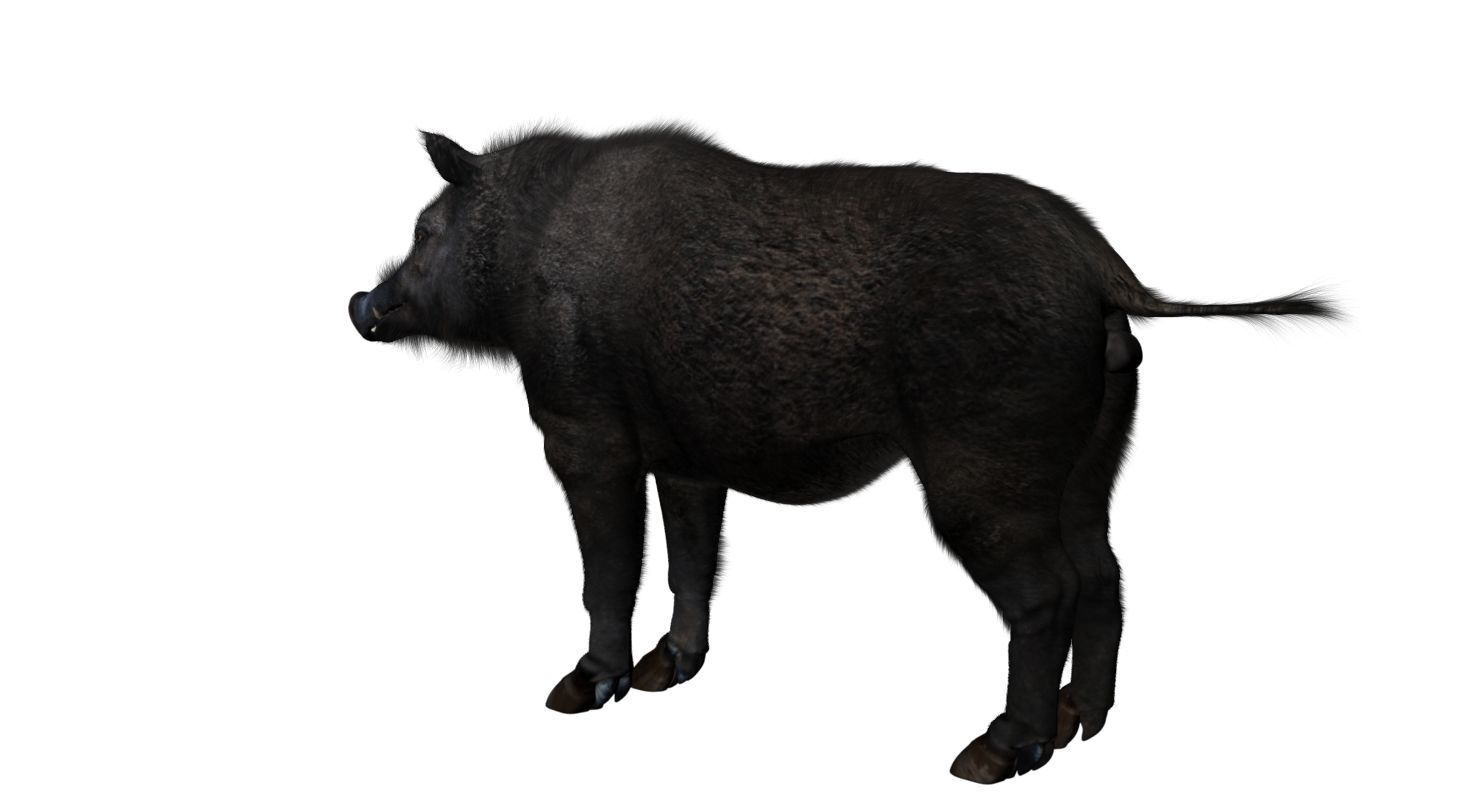 forest pig 3d model  3D model_2