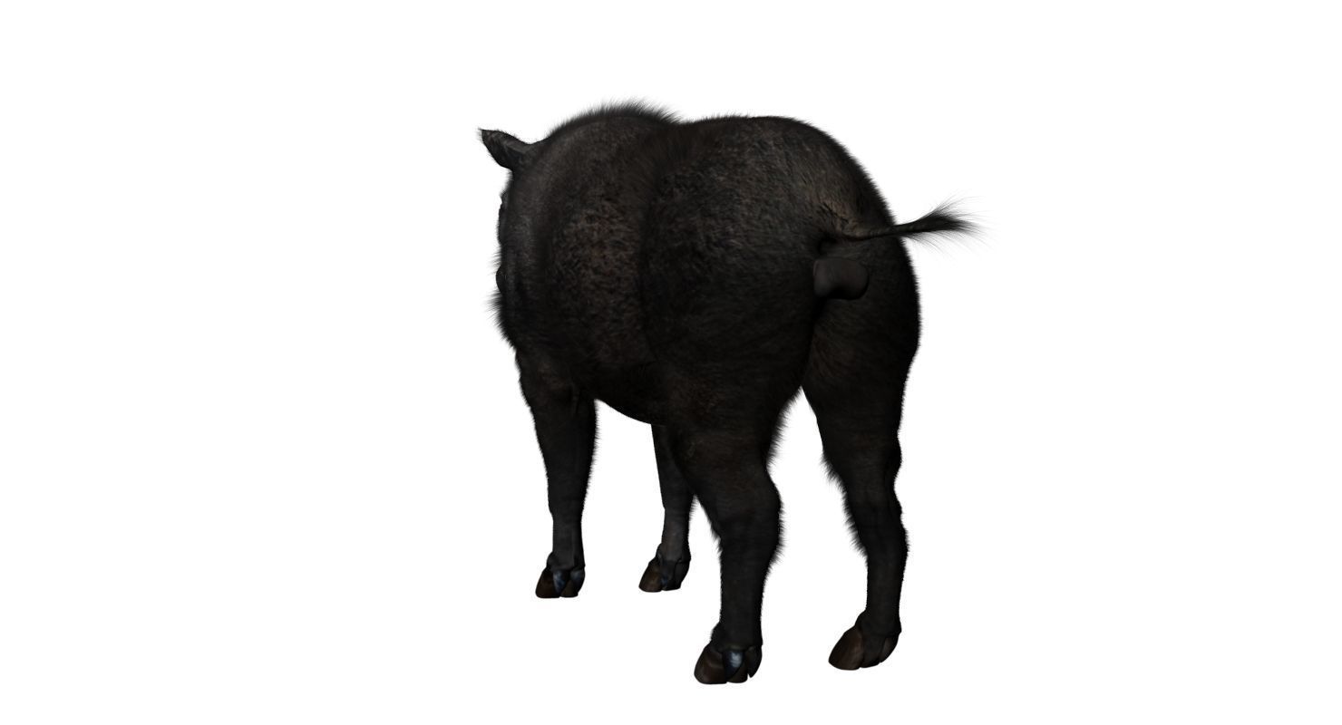 forest pig 3d model  3D model_1