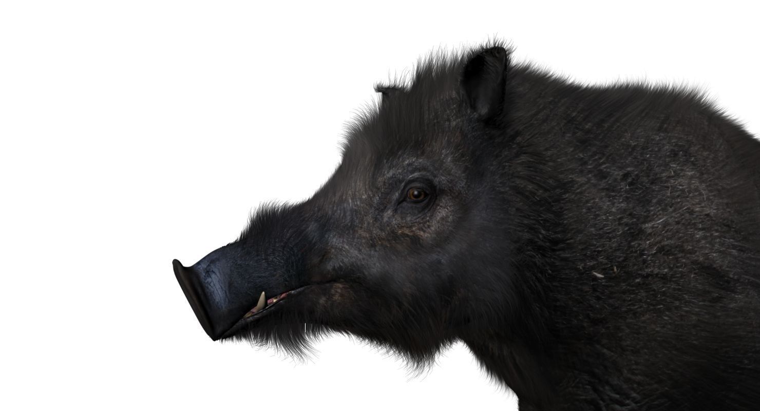 forest pig 3d model  3D model_9