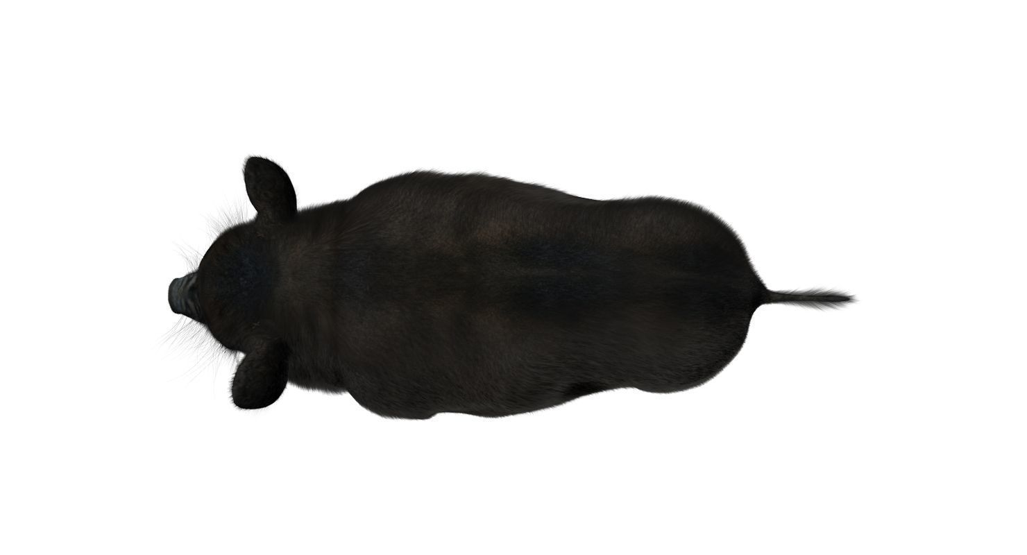 forest pig 3d model  3D model_12