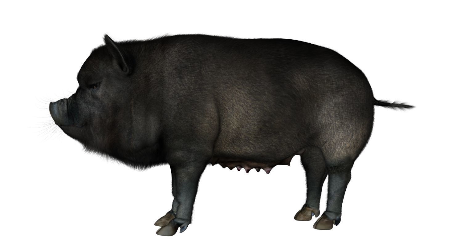 forest pig 3d model  3D model_2