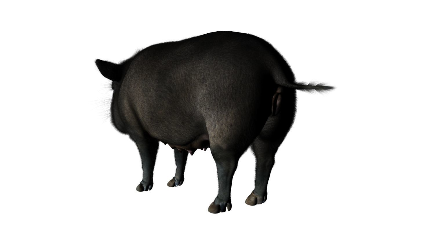 forest pig 3d model  3D model_11