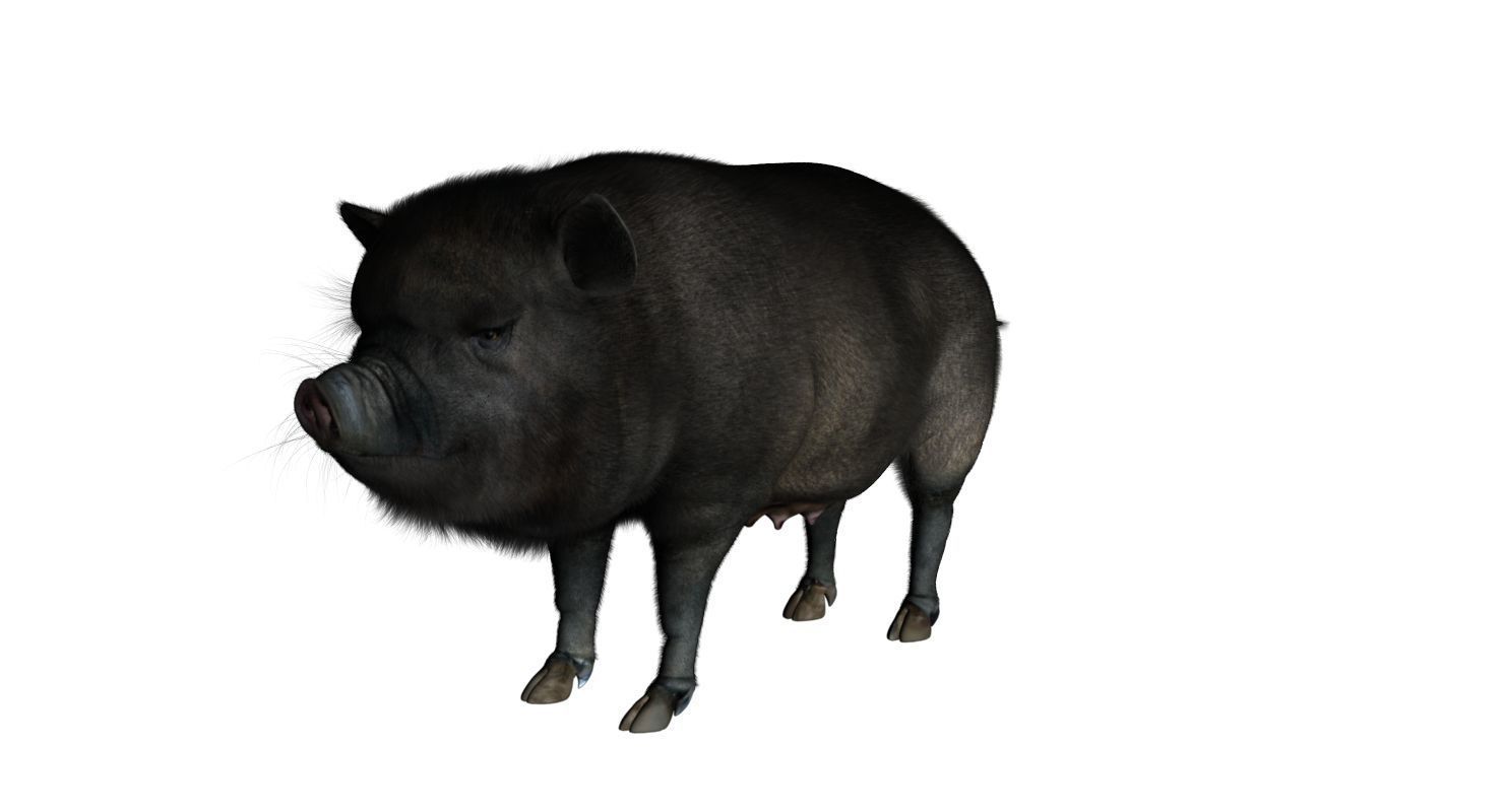 forest pig 3d model  3D model_10