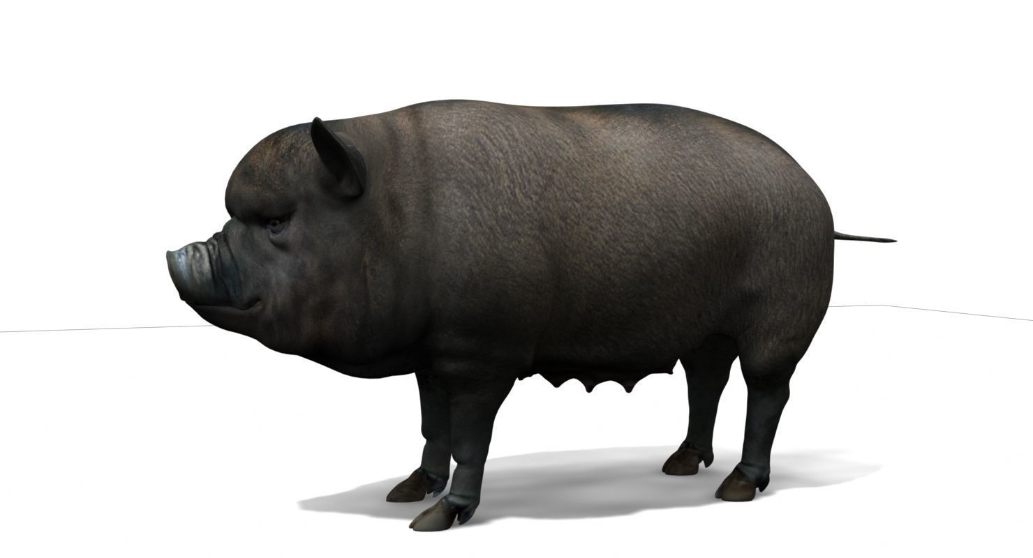 forest pig 3d model  3D model_7