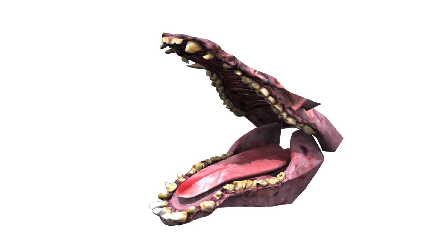 forest pig 3d model  3D model_6