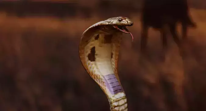 kingcobra 3d model snake 3D model