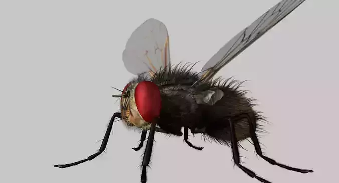 housefly 3d model fur