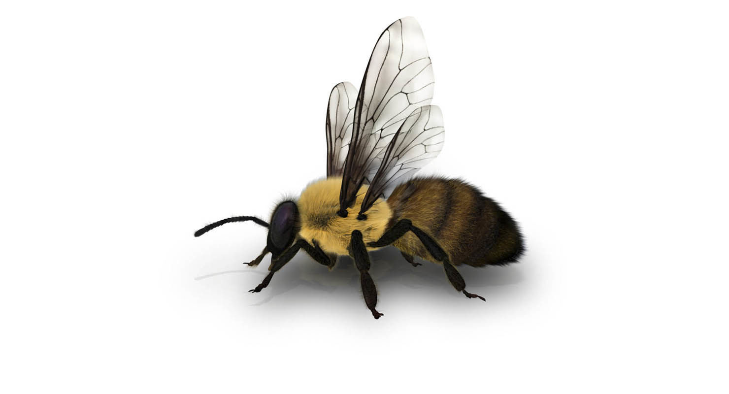 bee 3d model fur 3D model_2