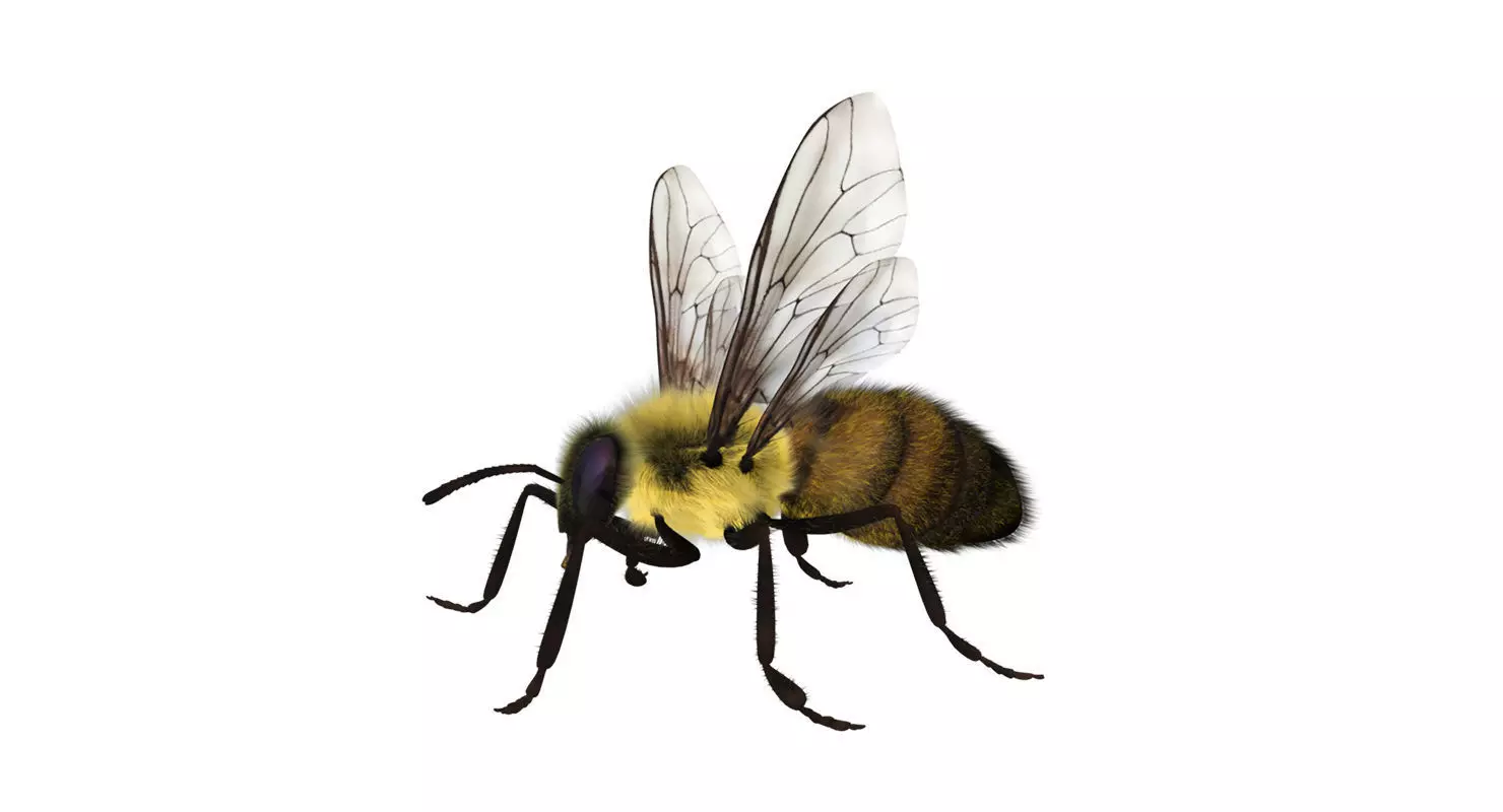 bee 3d model fur 3D model_0