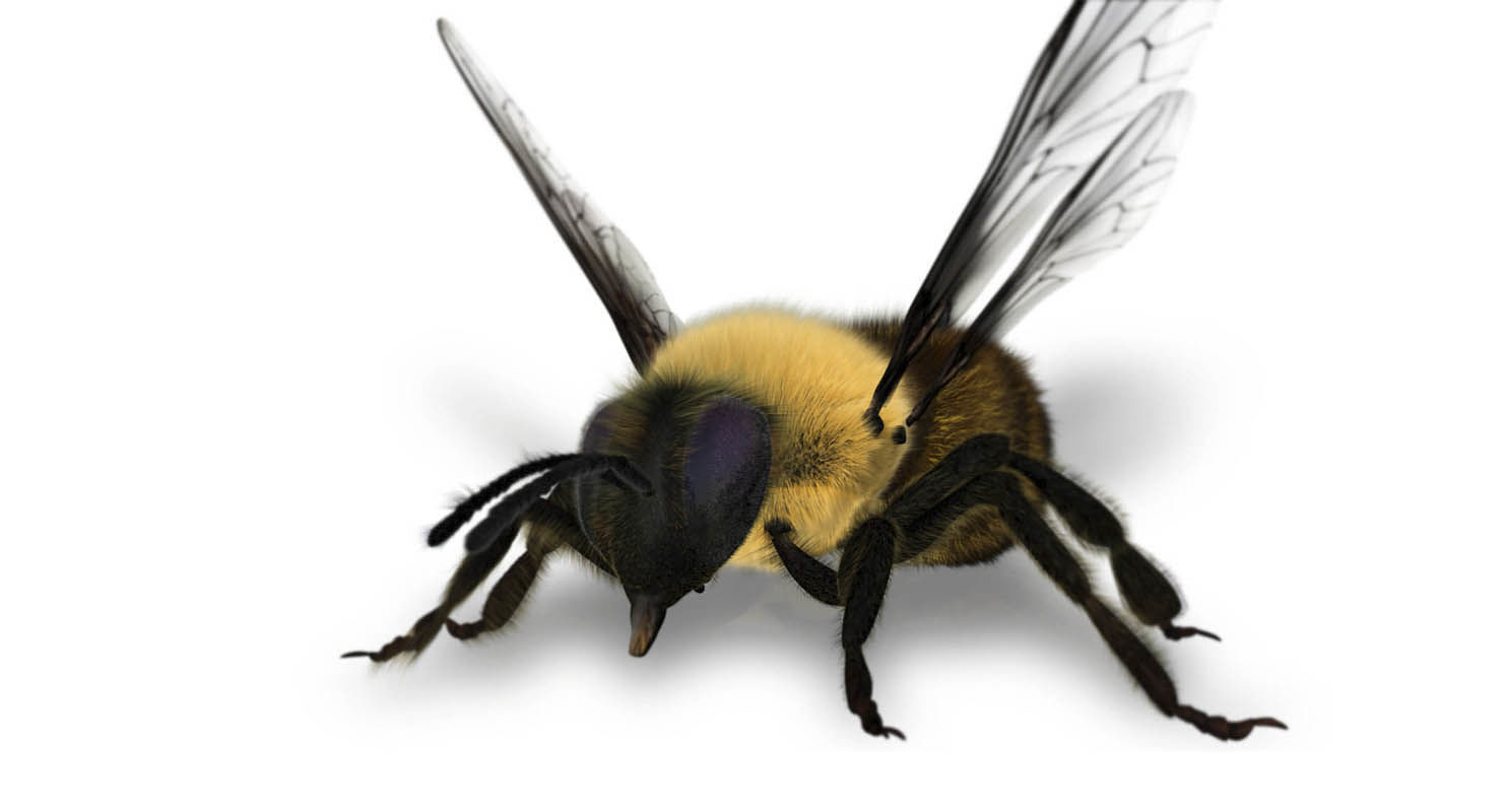 bee 3d model fur 3D model_1