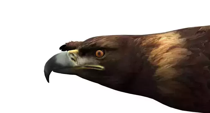 eagle 3d rig model 3D model