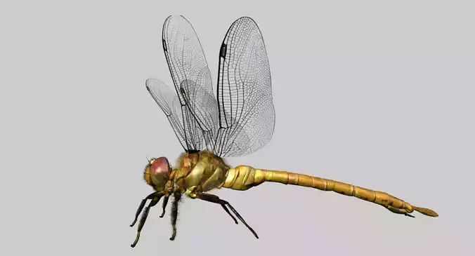 DRAGONFLY 3D MODEL