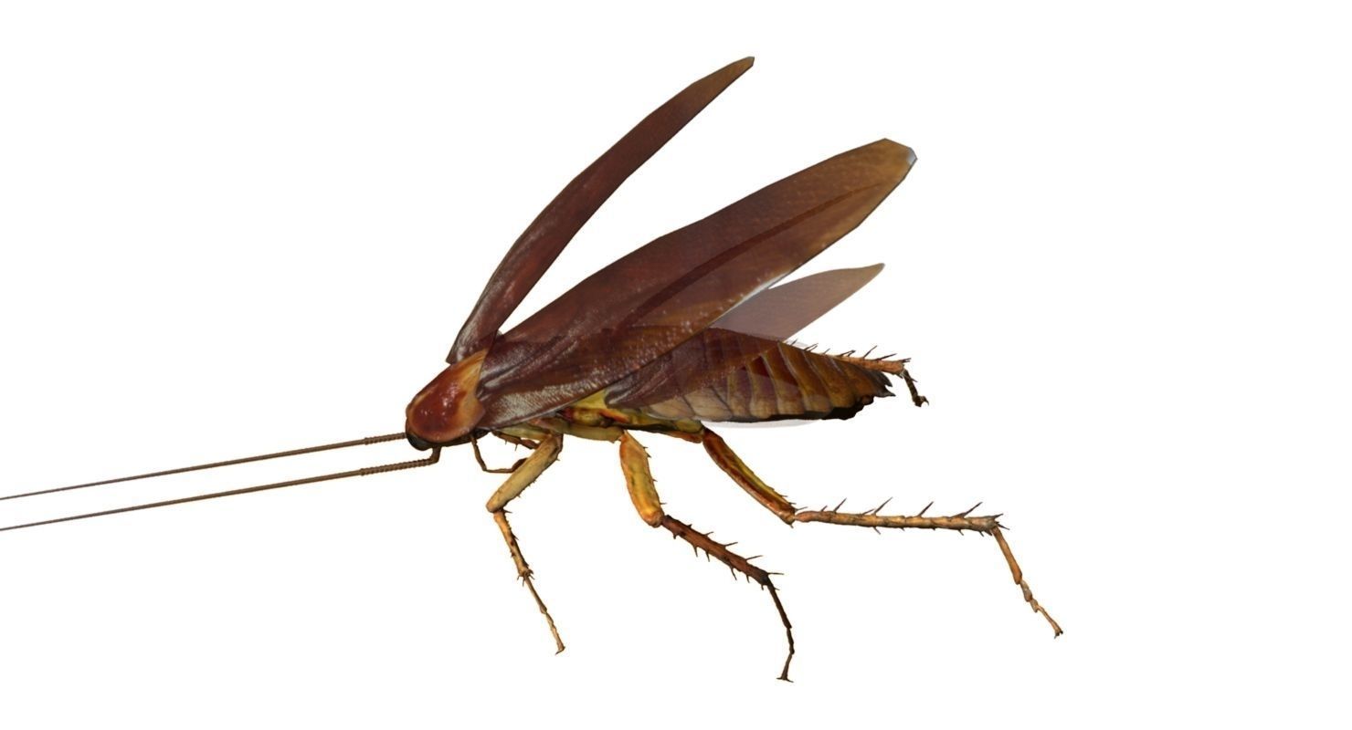 3D cockroach 3d model 3D model_5