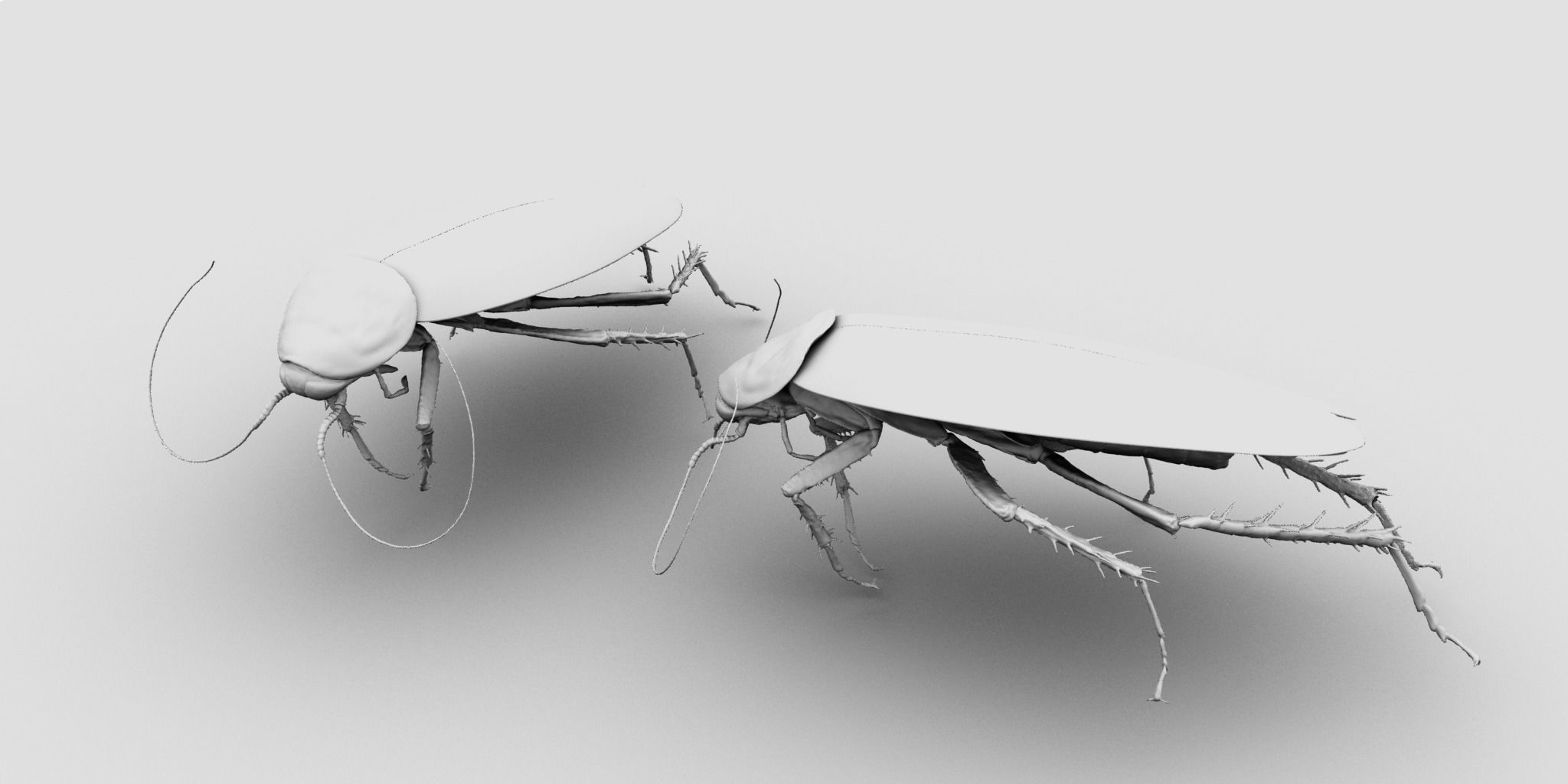 3D cockroach 3d model 3D model_9