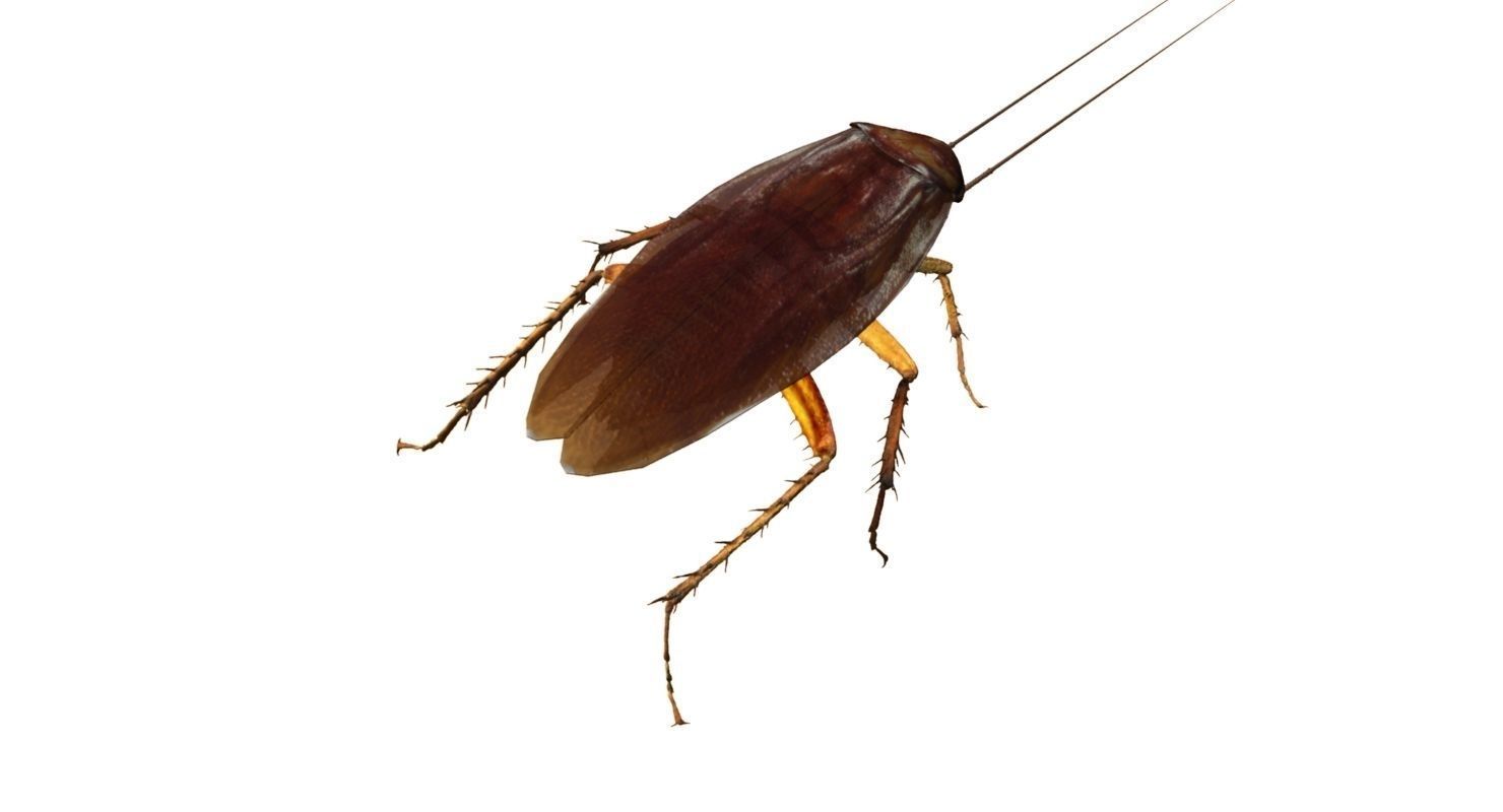3D cockroach 3d model 3D model_4