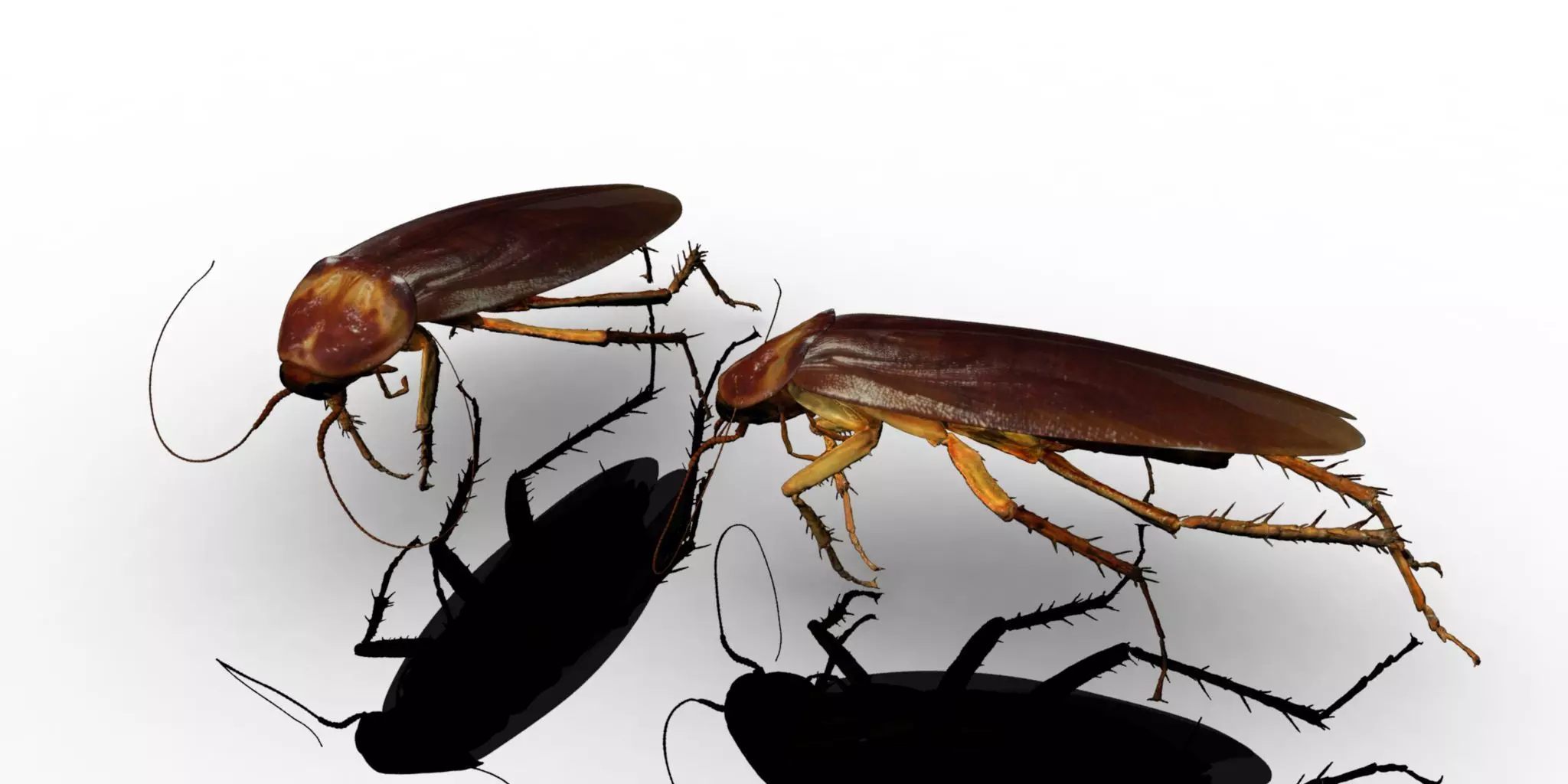 3D cockroach 3d model 3D model_0