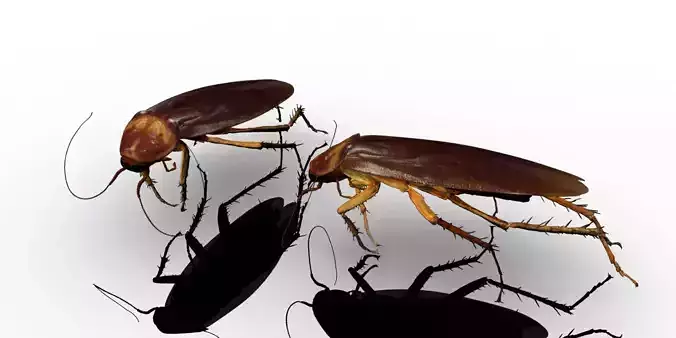 3D cockroach 3d model 3D model