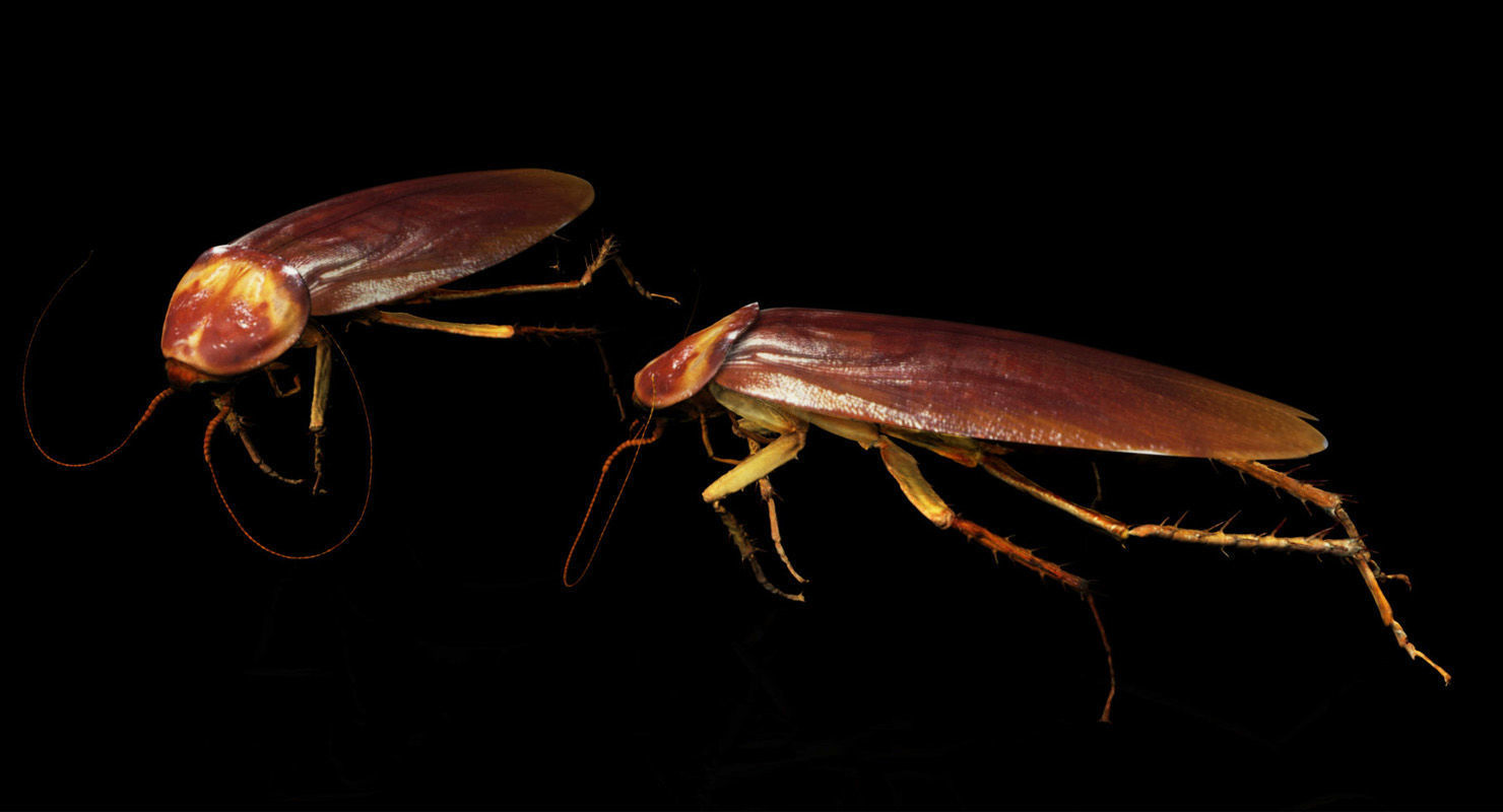 3D cockroach 3d model 3D model_6