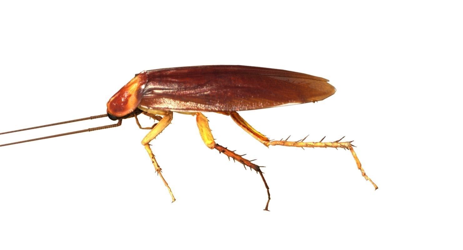 3D cockroach 3d model 3D model_1