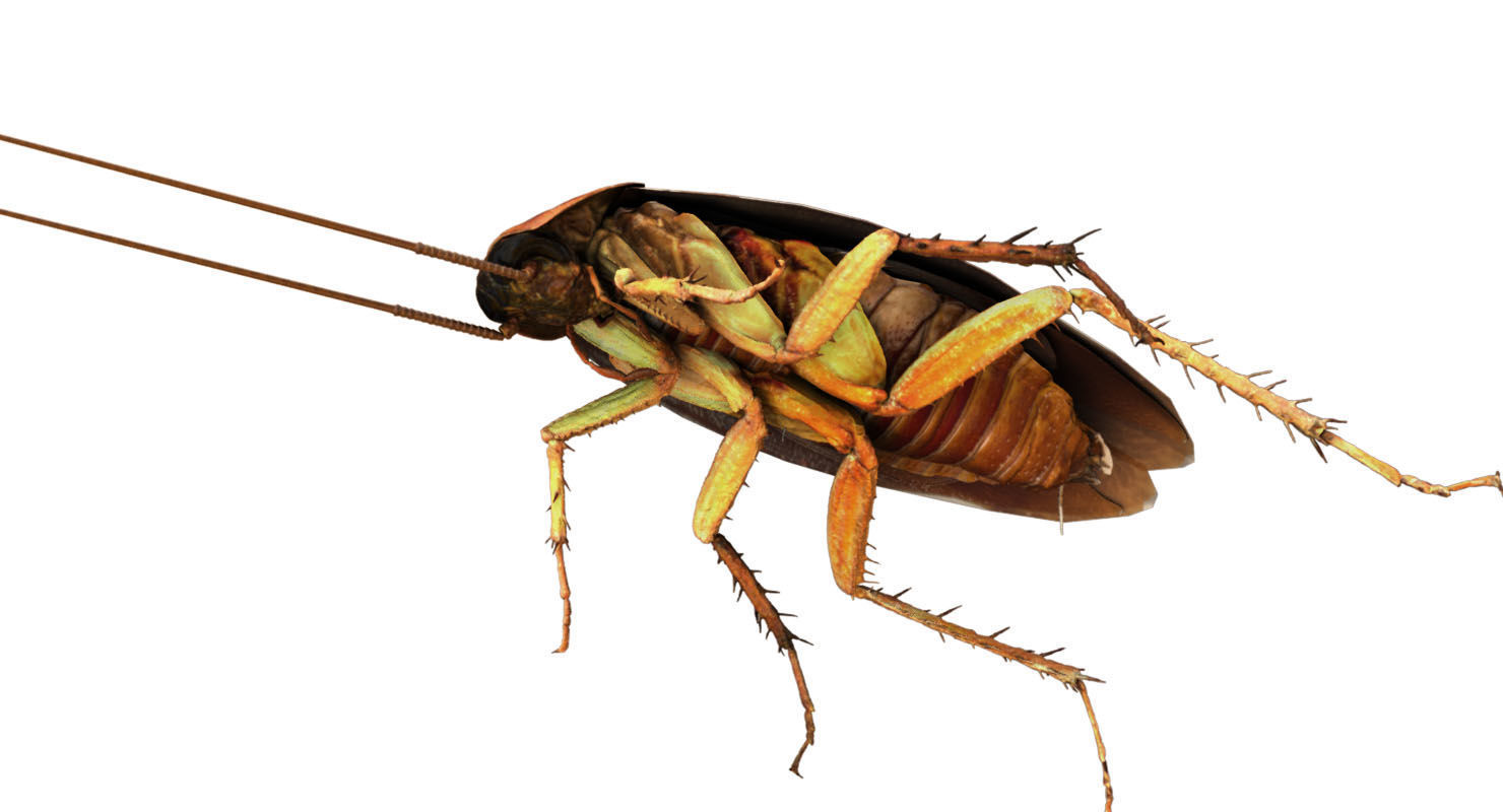 3D cockroach 3d model 3D model_2