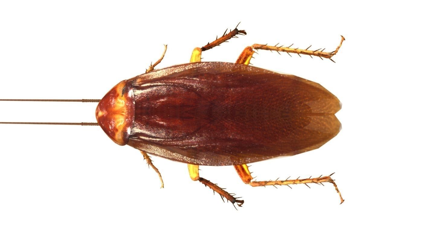 3D cockroach 3d model 3D model_3