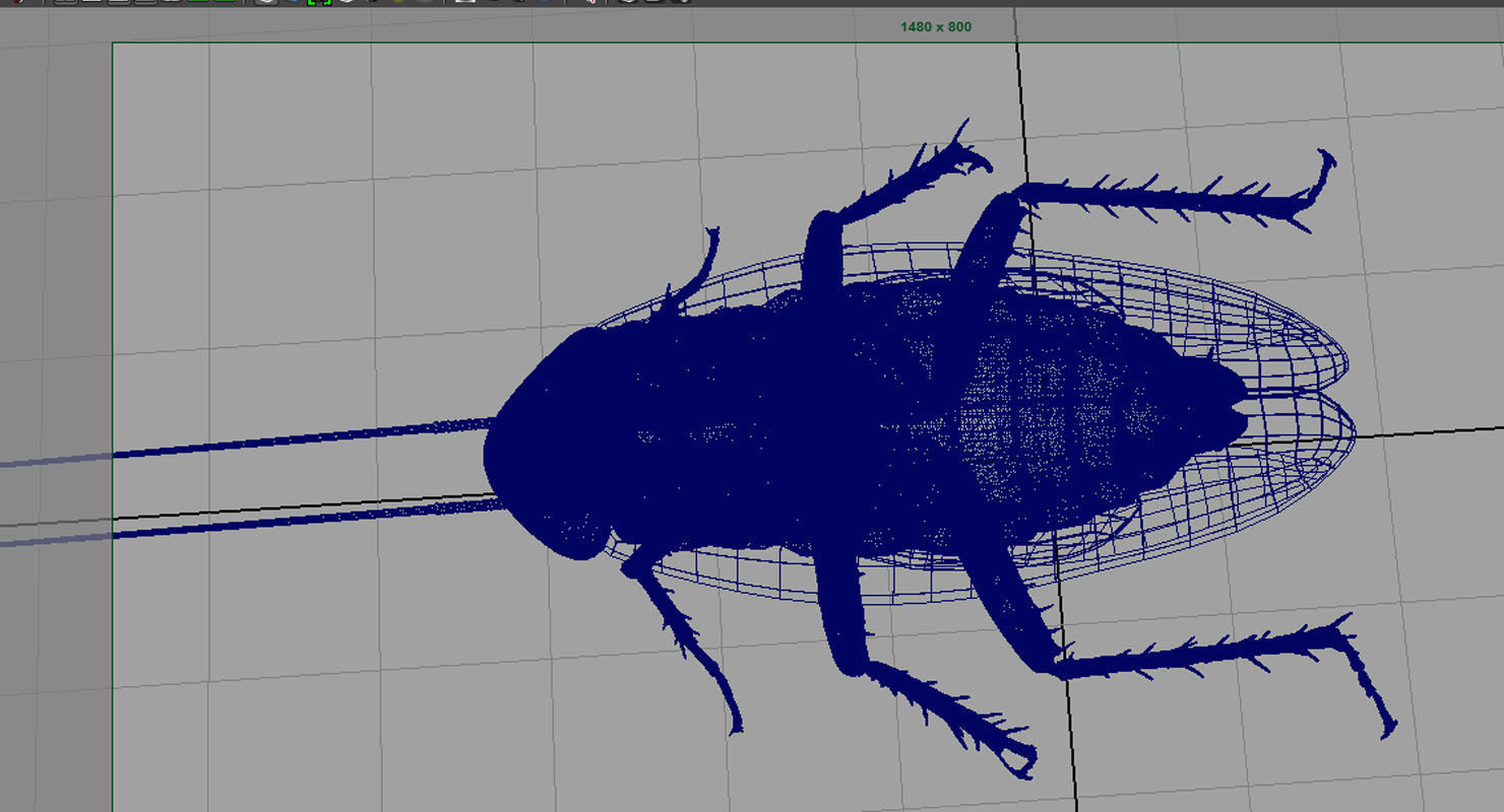 3D cockroach 3d model 3D model | CGTrader