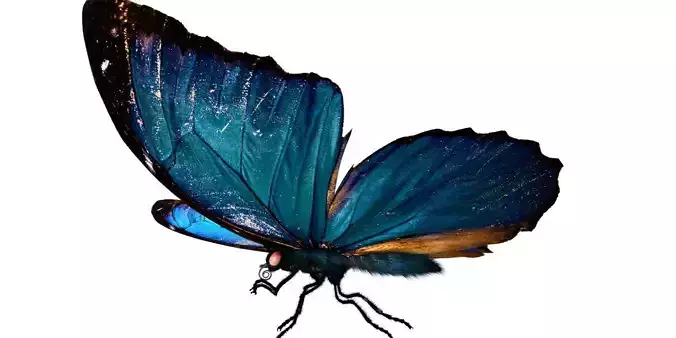 butterfly 3d model collection