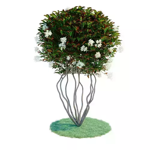Photinia parachute