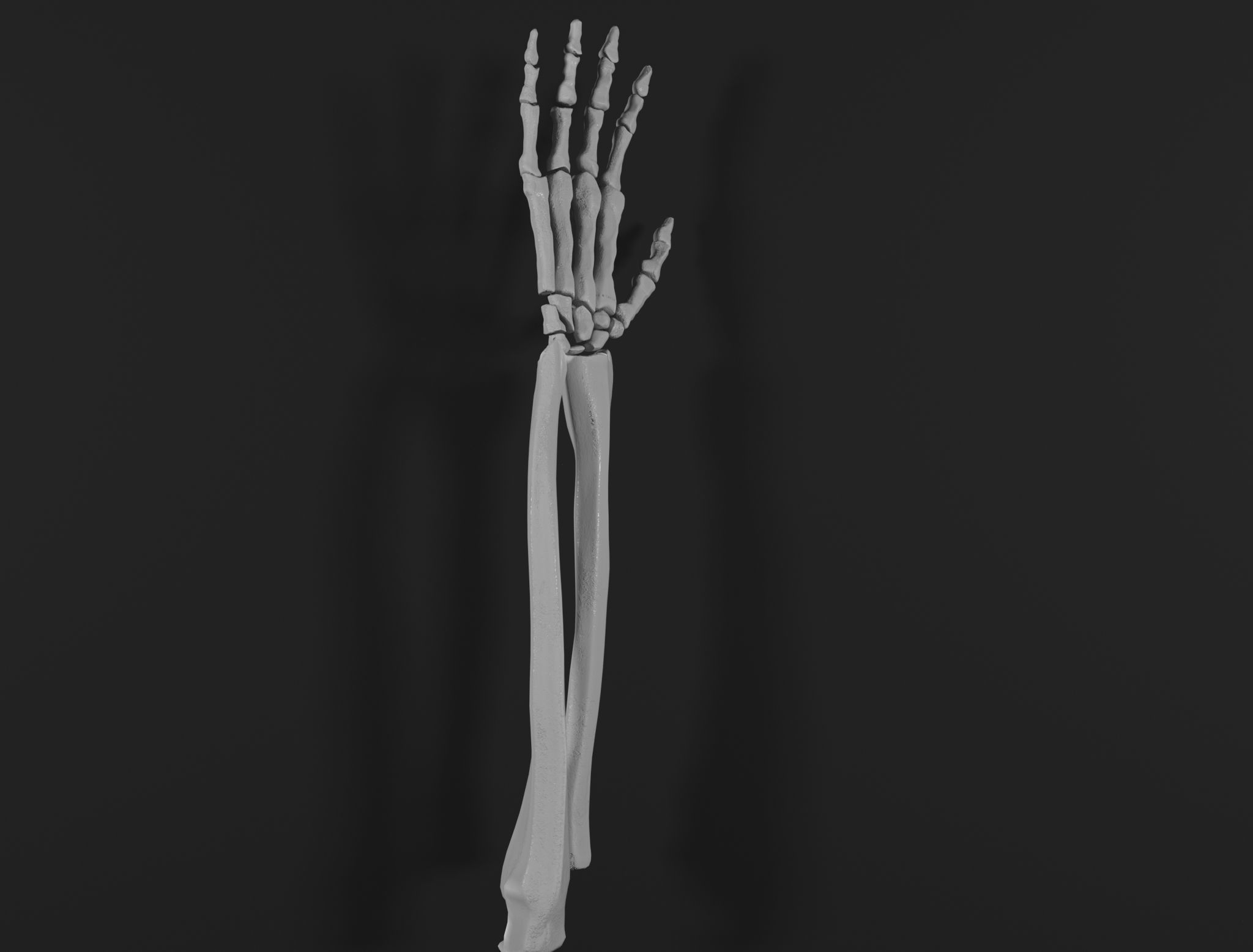 Right Hand 3D model_2