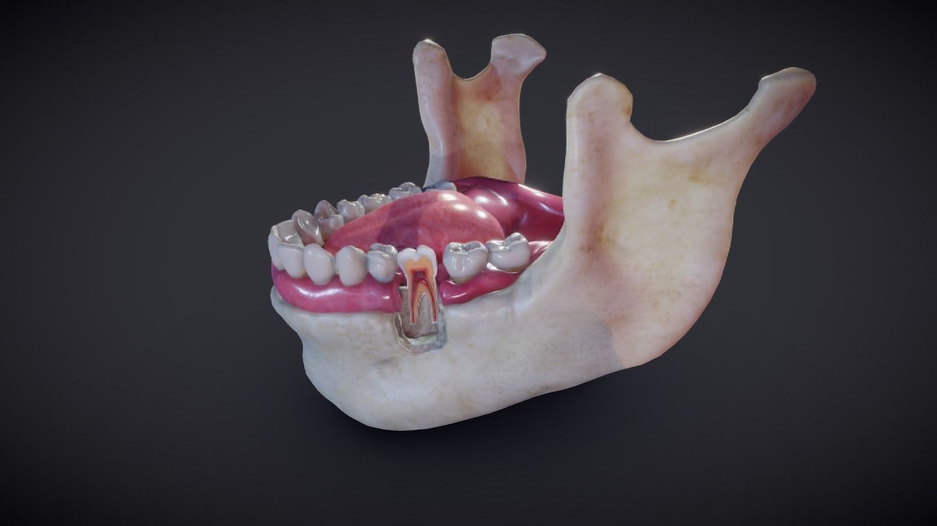 Tooth Cross-Section Low-poly 3D model_21