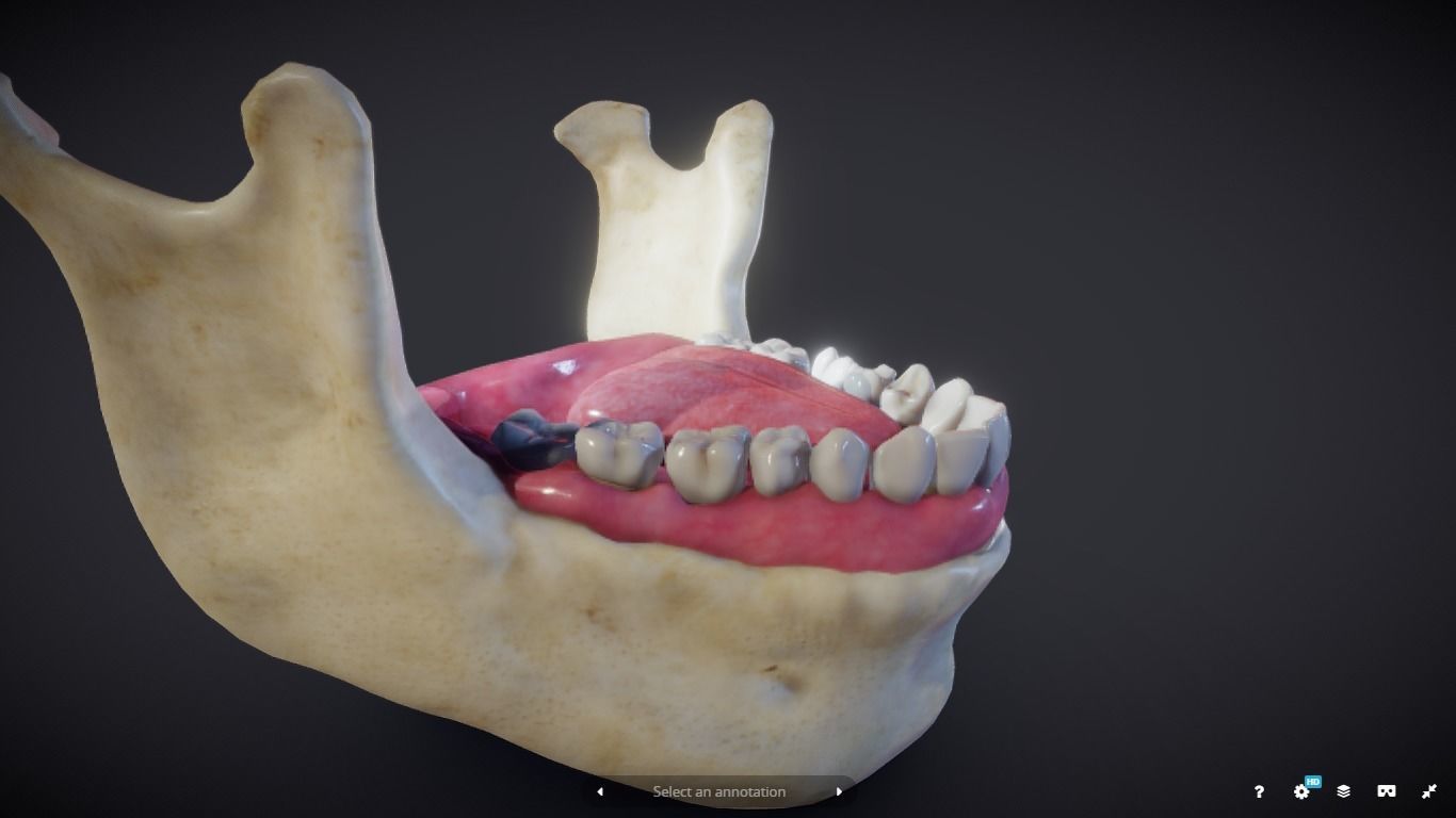 Tooth Cross-Section Low-poly 3D model_10